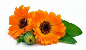 Extract of calendula in the composition of the Erogen X